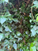 Foto: Abwassereinleitung auf öffentlichen Weg 